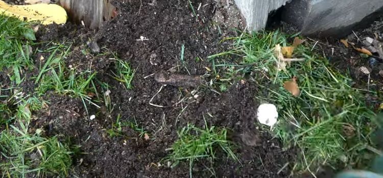 Grass Clippings In The Compost Bin