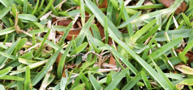 How To Make St Augustine Grass Spread Quickly