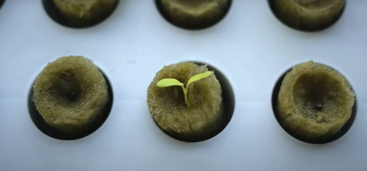 How to Germinate Seeds for Hydroponics With Rockwool