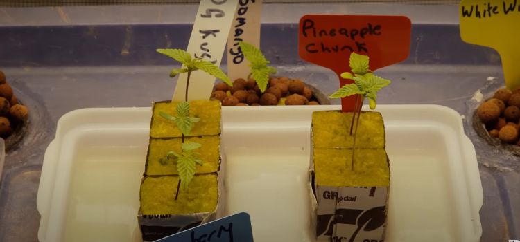 How to Germinate Seeds for Hydroponics With Rockwool
