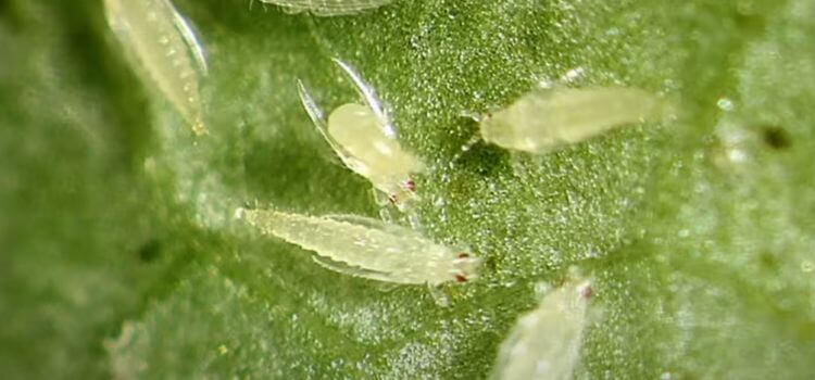 How to Get Rid of Thrips and Springtails