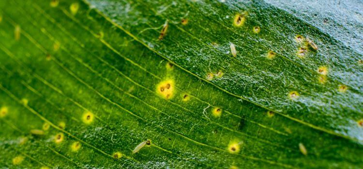 How to Get Rid of Thrips and Springtails 