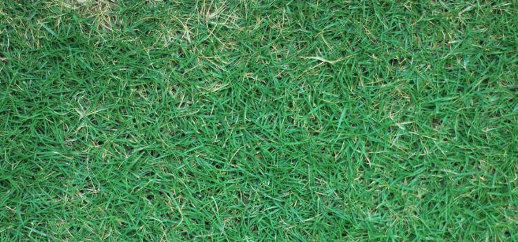 How to Make Bermuda Grass Dark Green
