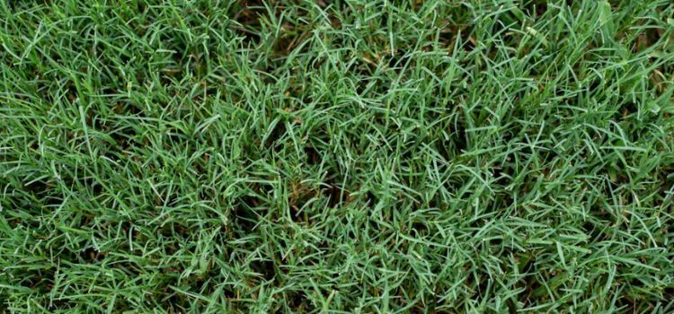 How to Make Bermuda Grass Dark Green