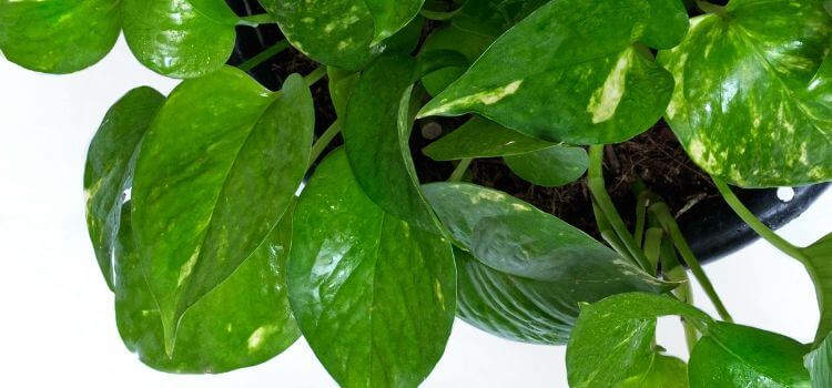 How to Make Pothos Leaves