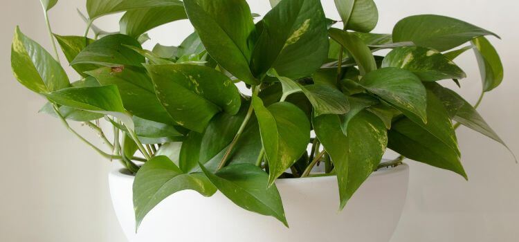 How to Make Pothos Leaves 