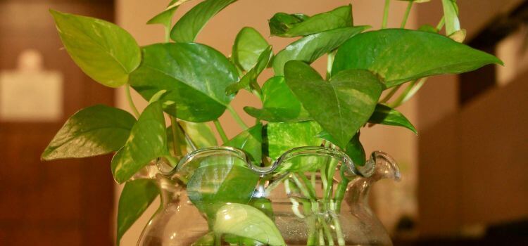 How to Make Pothos Leaves 