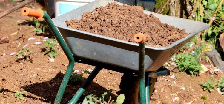 Potting Soil Vs Garden Soil 