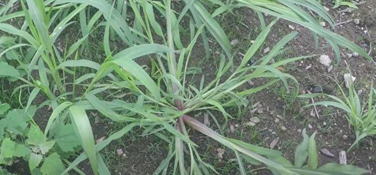 What Does Crabgrass Look Like in the Winter