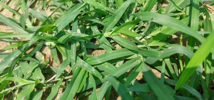 What Does Crabgrass Look Like in the Winter