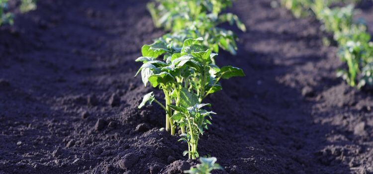 When To Plant Potatoes In Zone 8 