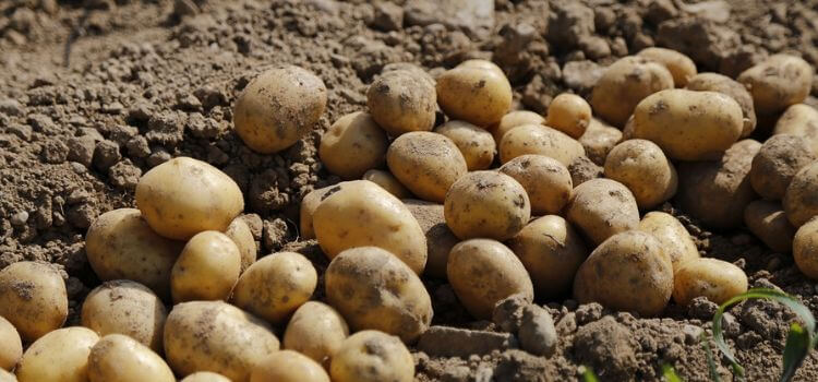 When To Plant Potatoes In Zone 8