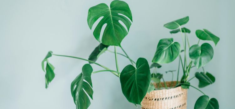 Why is My Monstera Plant Leaning to One Side