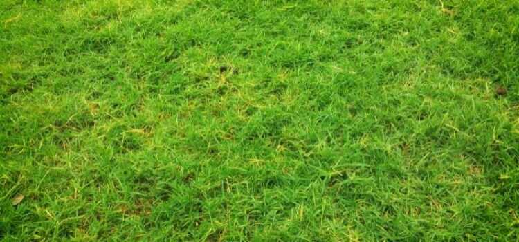 Will Insecticide Kill Grass Or Grass Seed 