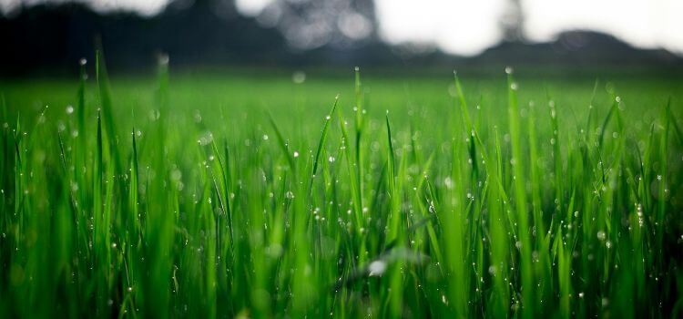 Will Insecticide Kill Grass Or Grass Seed 