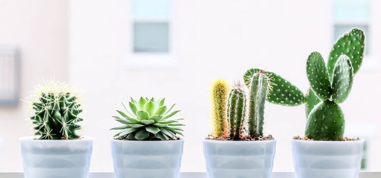  Best Grow Lights For Cactus