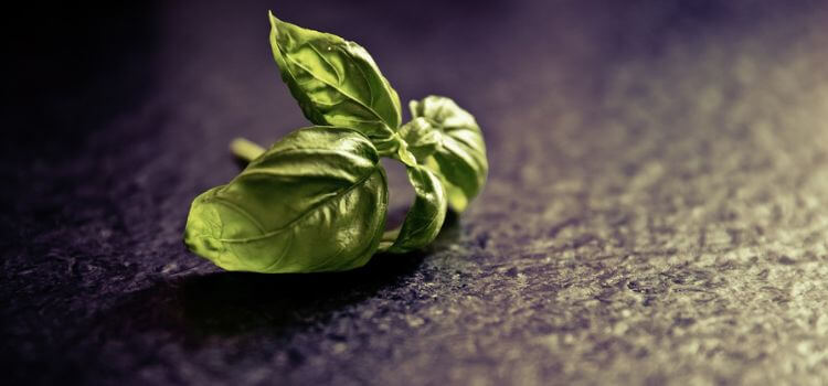 Basil Leaves Turning White 