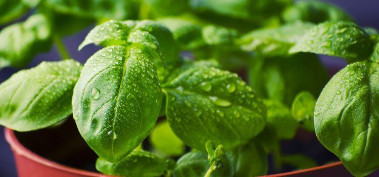 Basil Leaves Turning White