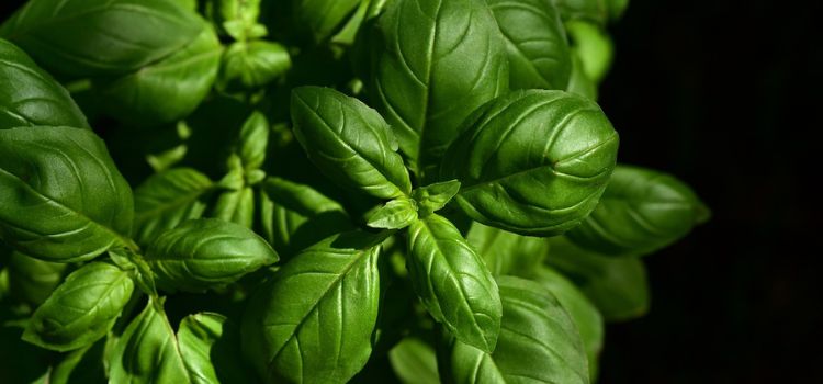 Basil Leaves Turning White 