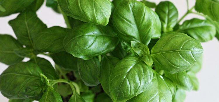 Basil Leaves Turning White 