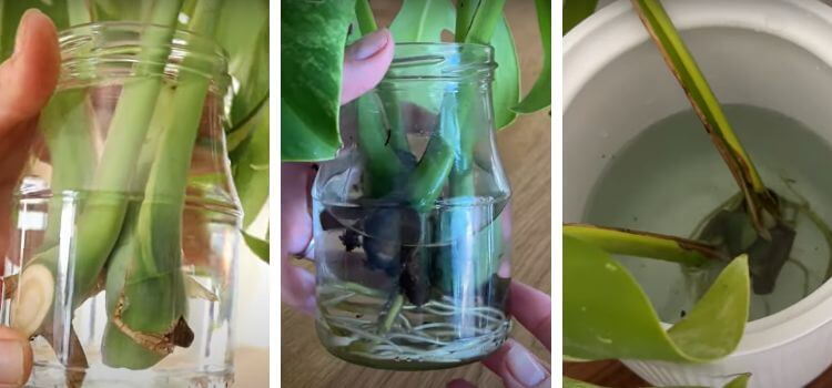 Water Propagate Monstera Deliciosa 