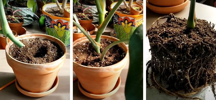 Soil Propagate Monstera Deliciosa 