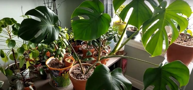 How To Propagate Monstera Deliciosa