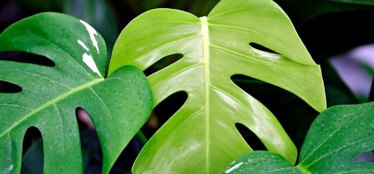 How To Propagate Monstera Deliciosa 