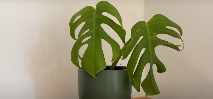 How To Propagate Monstera Deliciosa 