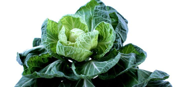 Brussels Sprouts