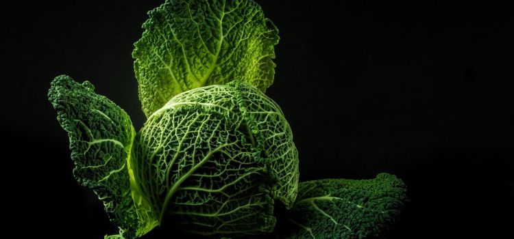 Plants That Look Like Cabbage