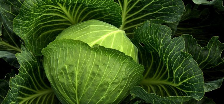 Plants That Look Like Cabbage