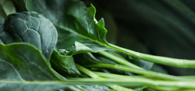 plant that look alike cabbage