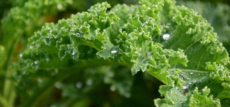 Plants That Look Like Cabbage