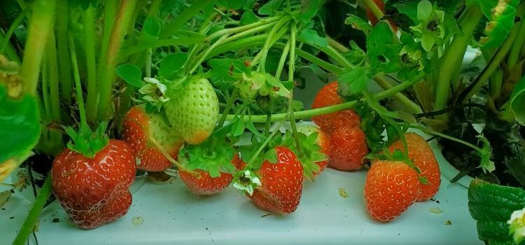 Are Hydroponic Strawberries Healthy 