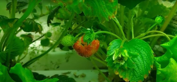 Are Hydroponic Strawberries Healthy 