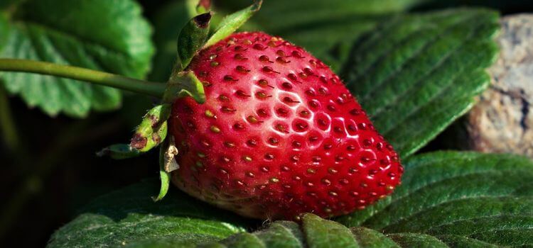 Are Hydroponic Strawberries Healthy