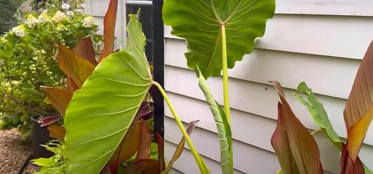 Elephant Ear Plants Turning Yellow