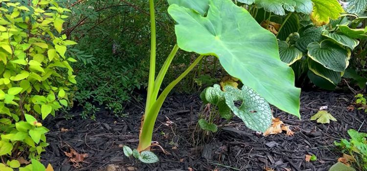 Elephant Ear Plants Turning Yellow