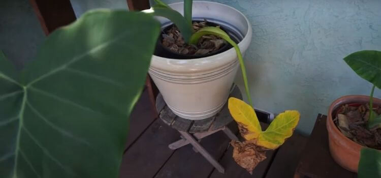 Elephant Ear Plants Turning Yellow