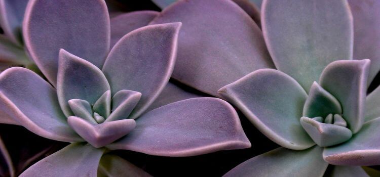 How Long Do Succulents Live