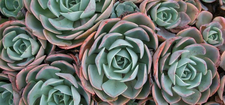 How Long Do Succulents Live