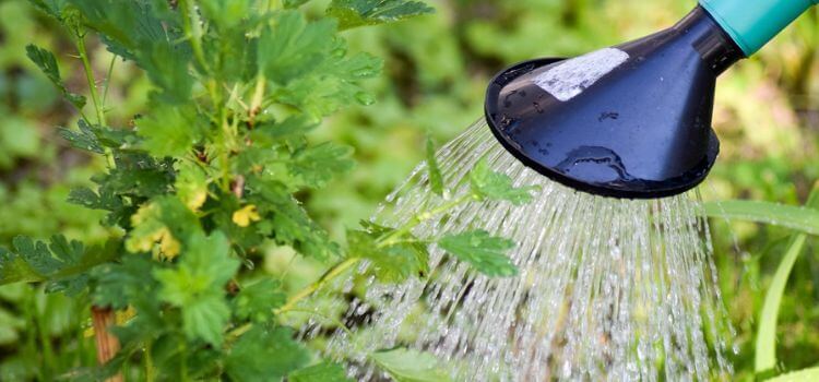 How Often Should You Water Outdoor Plants
