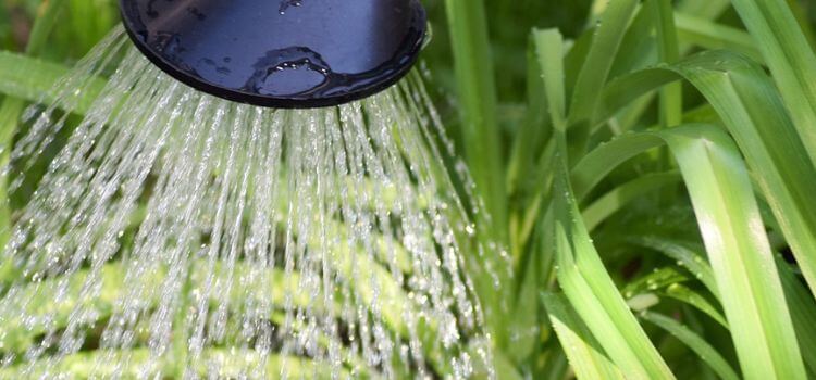 How Often Should You Water Outdoor Plants