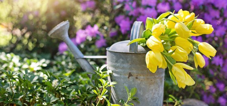 How Often Should You Water Outdoor Plants