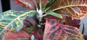 How To Get Rid Of Little White Bugs On Plants: Proven Tips - Farm City