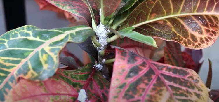 How To Get Rid Of Little White Bugs On Plants