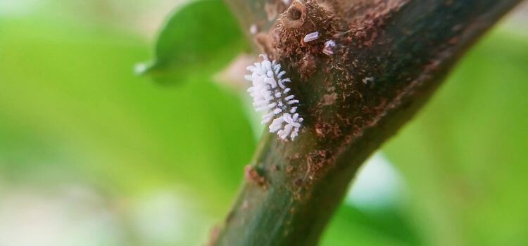 How To Get Rid Of Little White Bugs On Plants