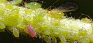 How To Get Rid Of Little White Bugs On Plants: Proven Tips - Farm City