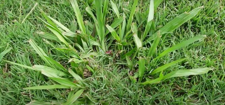 How To Get Rid Of Wild Grass In My Lawn